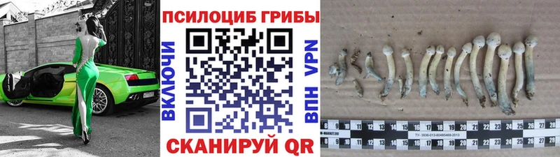 Купить  Инсар  Галлюциногенные грибы GOLDEN TEACHER 